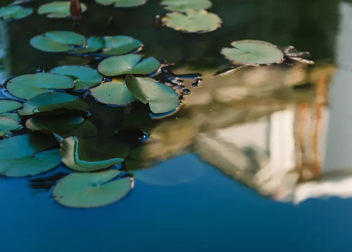 Flor Do Mar House * Πόντα Ντελγκάντα